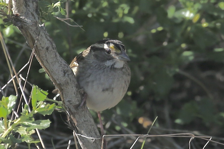 White-throated Sparrow - ML644876169