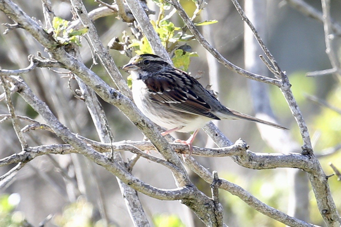 White-throated Sparrow - ML644876171
