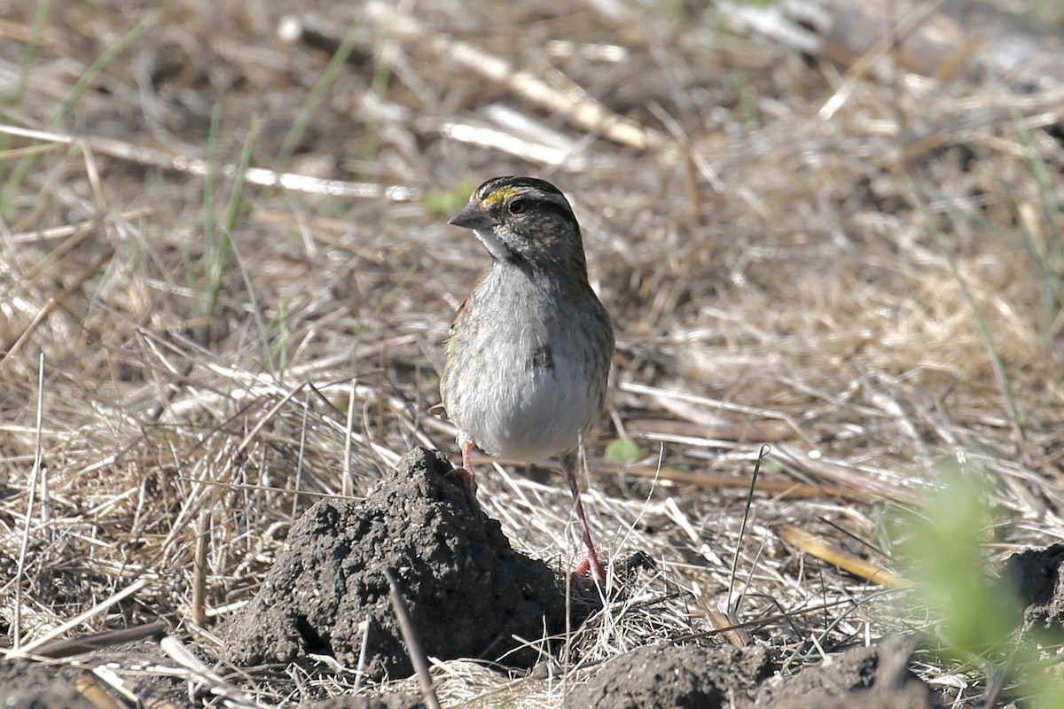 White-throated Sparrow - ML644876172