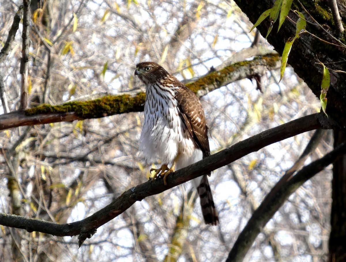 Cooper's Hawk - ML644876184