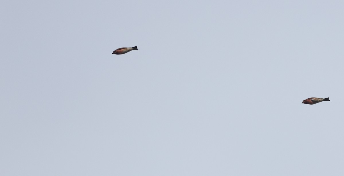 Camachuelo Purpúreo - ML644876201