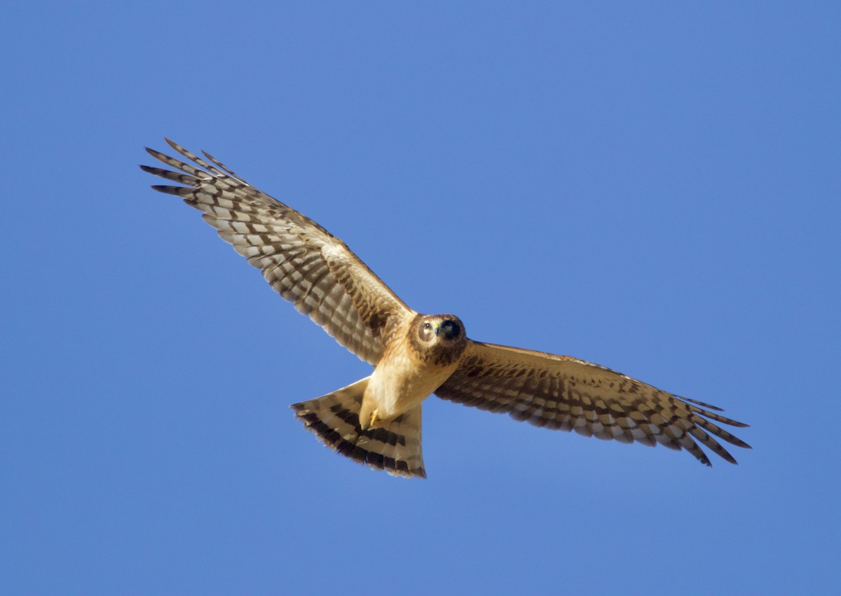 moták severoamerický - ML644876202