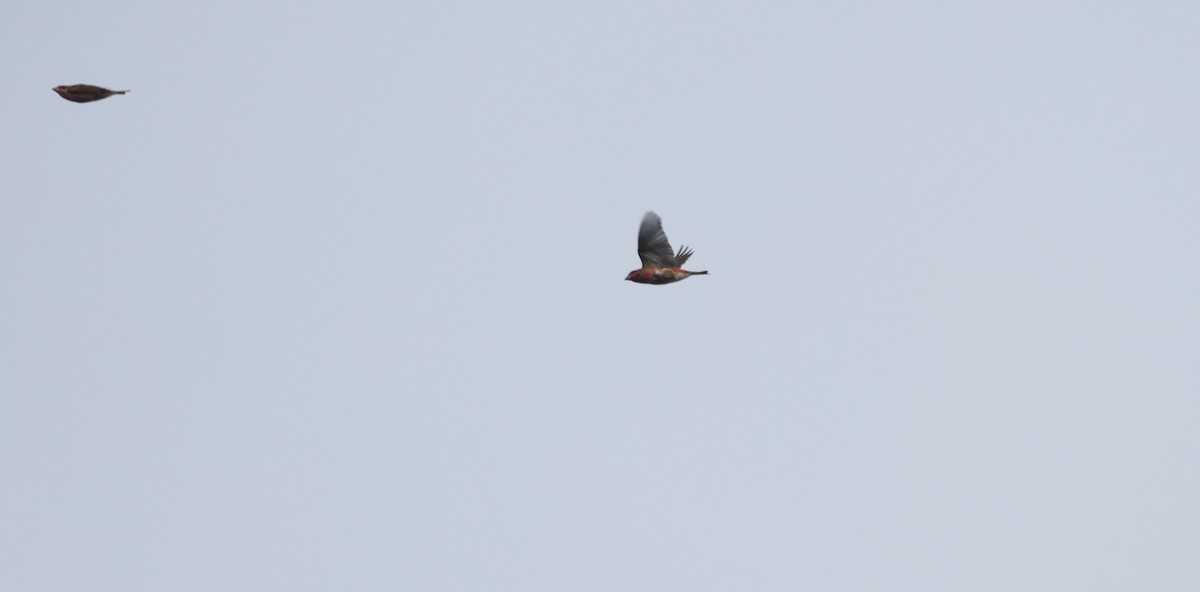 Camachuelo Purpúreo - ML644876203