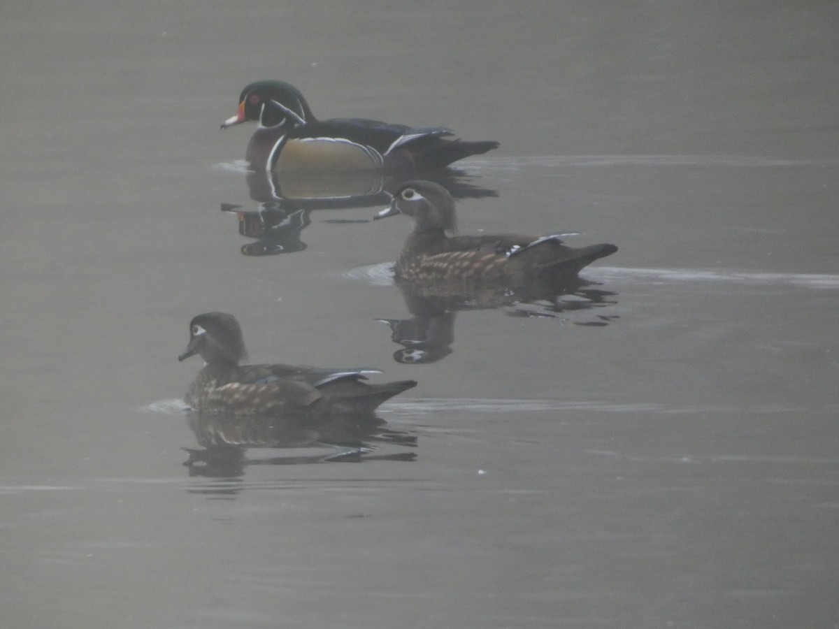 Ahate karolinarra - ML644876204