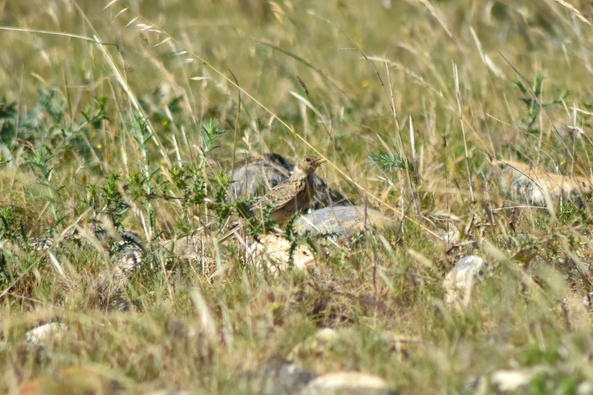 Kalanderlerche - ML644876220