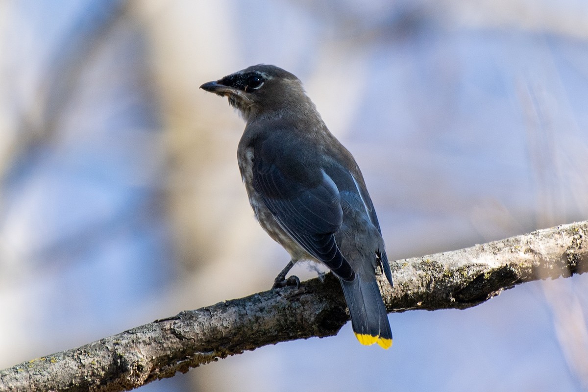 Jaseur d'Amérique - ML644876231