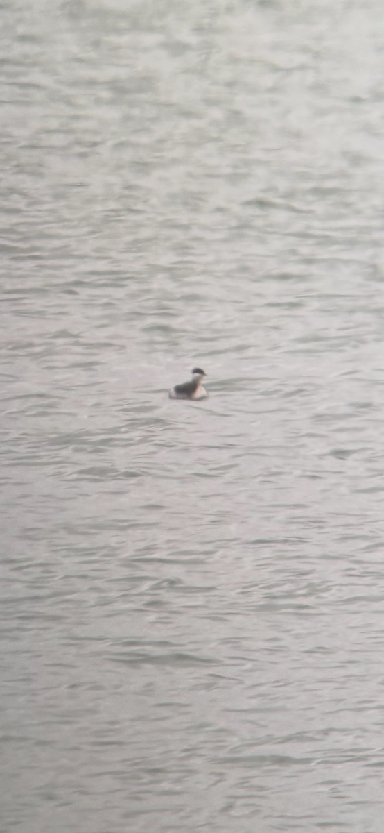 Horned Grebe - ML644876241