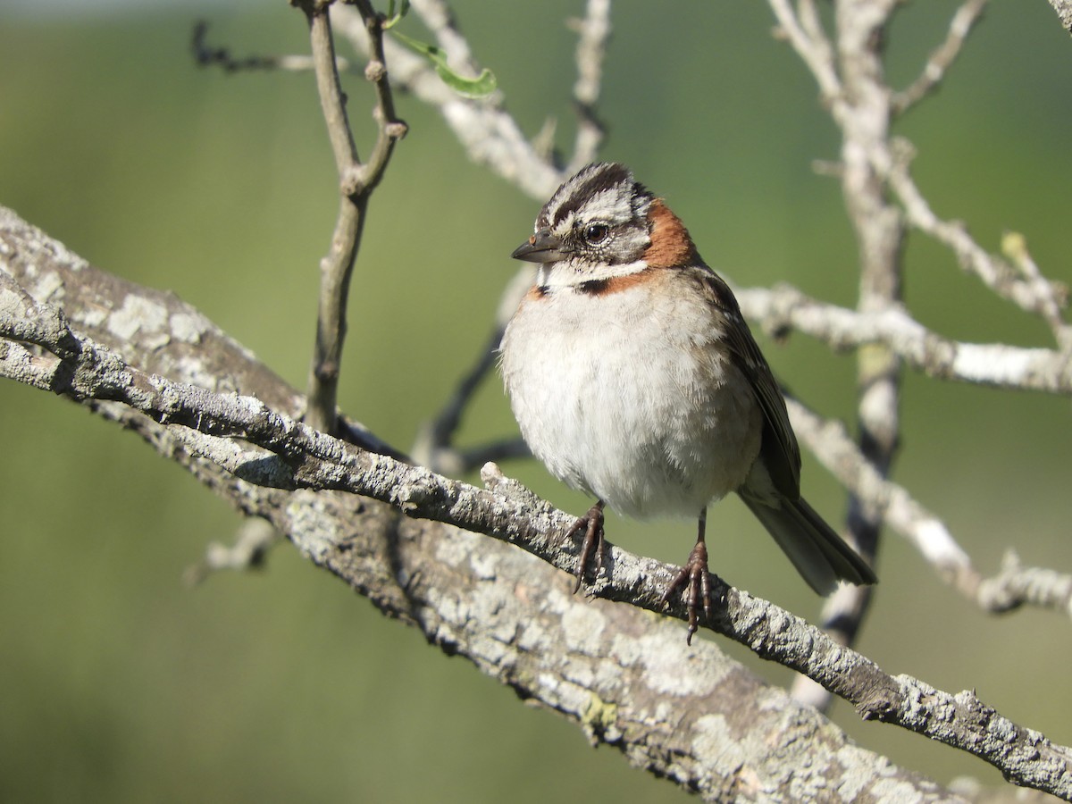 Morgenammer - ML644876277