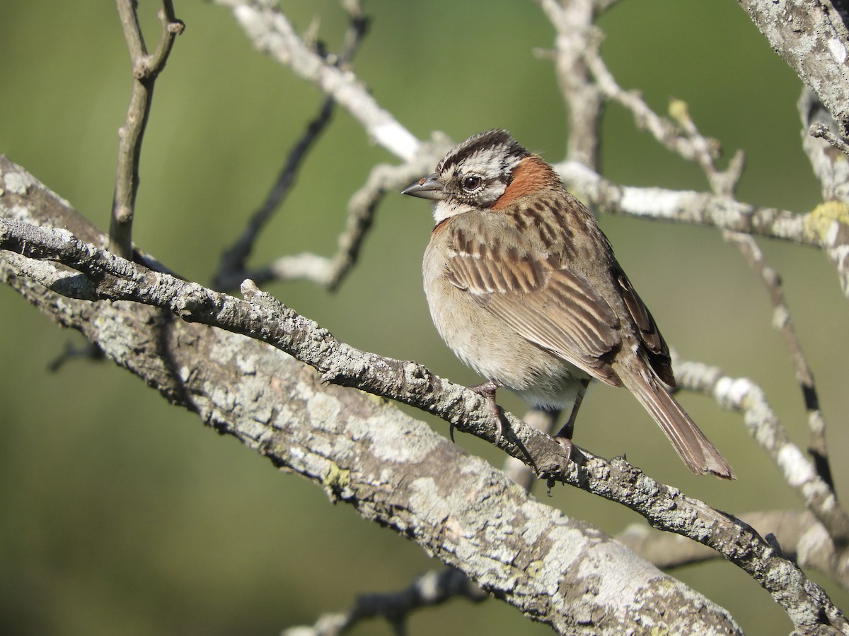 Morgenammer - ML644876278