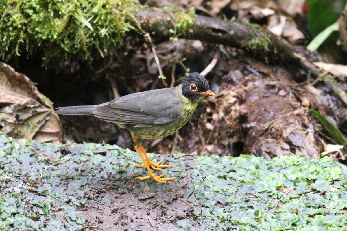 Speckled Nightingale-Thrush - ML644876306