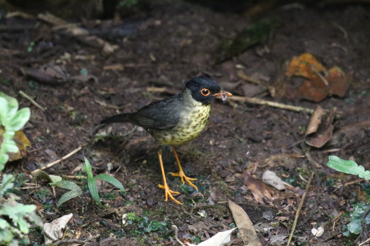 Speckled Nightingale-Thrush - ML644876307