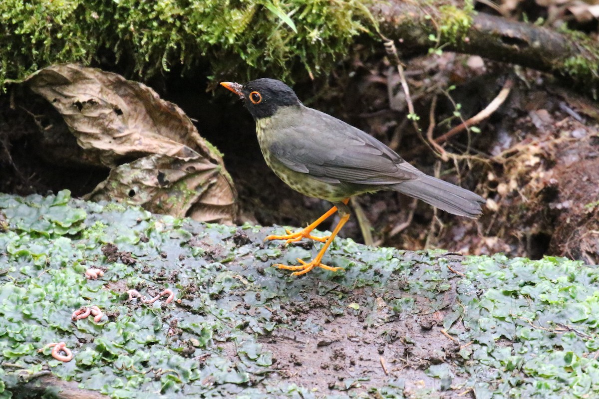 Speckled Nightingale-Thrush - ML644876308