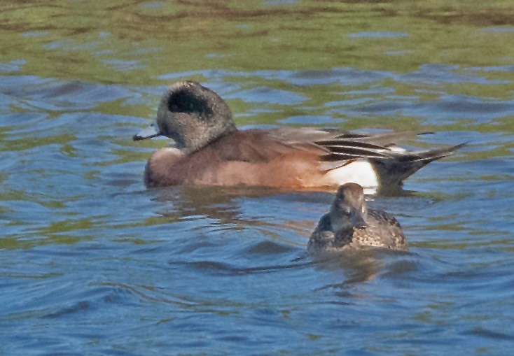 American Wigeon - ML644876310