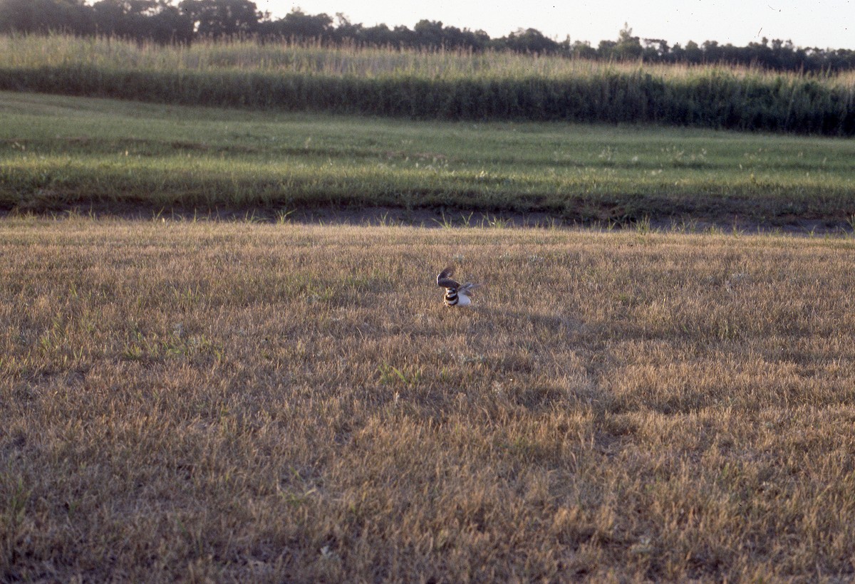 Killdeer - ML644876315