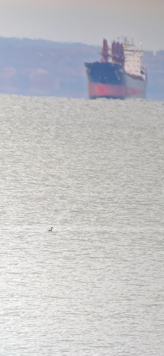 Horned Grebe - ML644876323