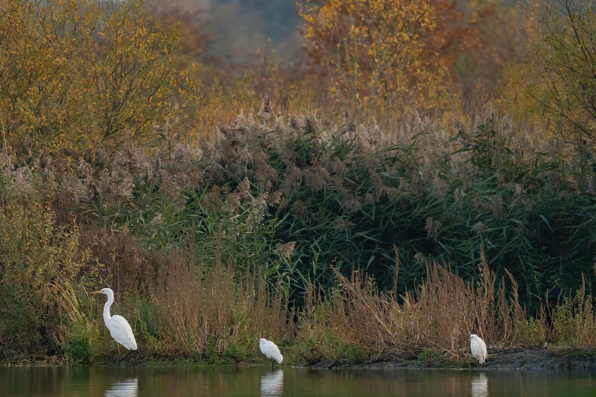 Great Egret - ML644876349