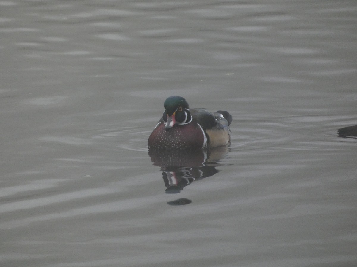 Ahate karolinarra - ML644876361