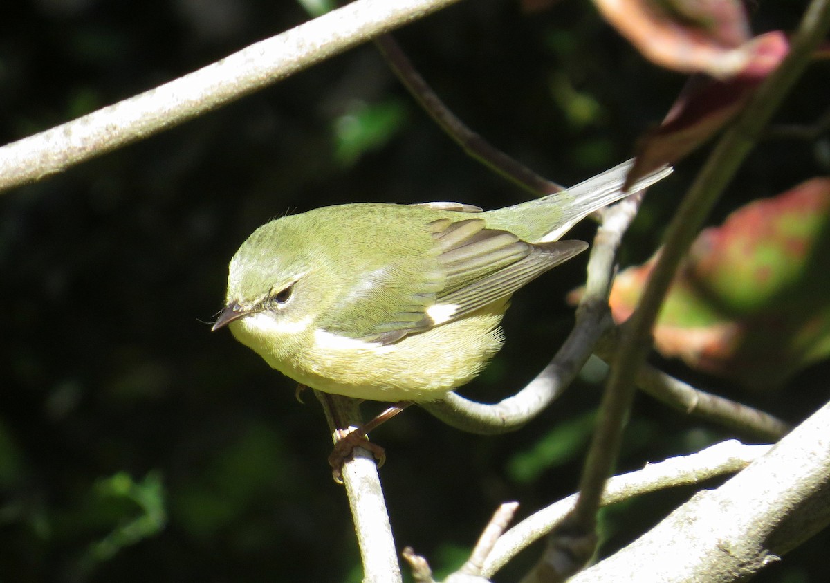 Black-throated Blue Warbler - ML644876394