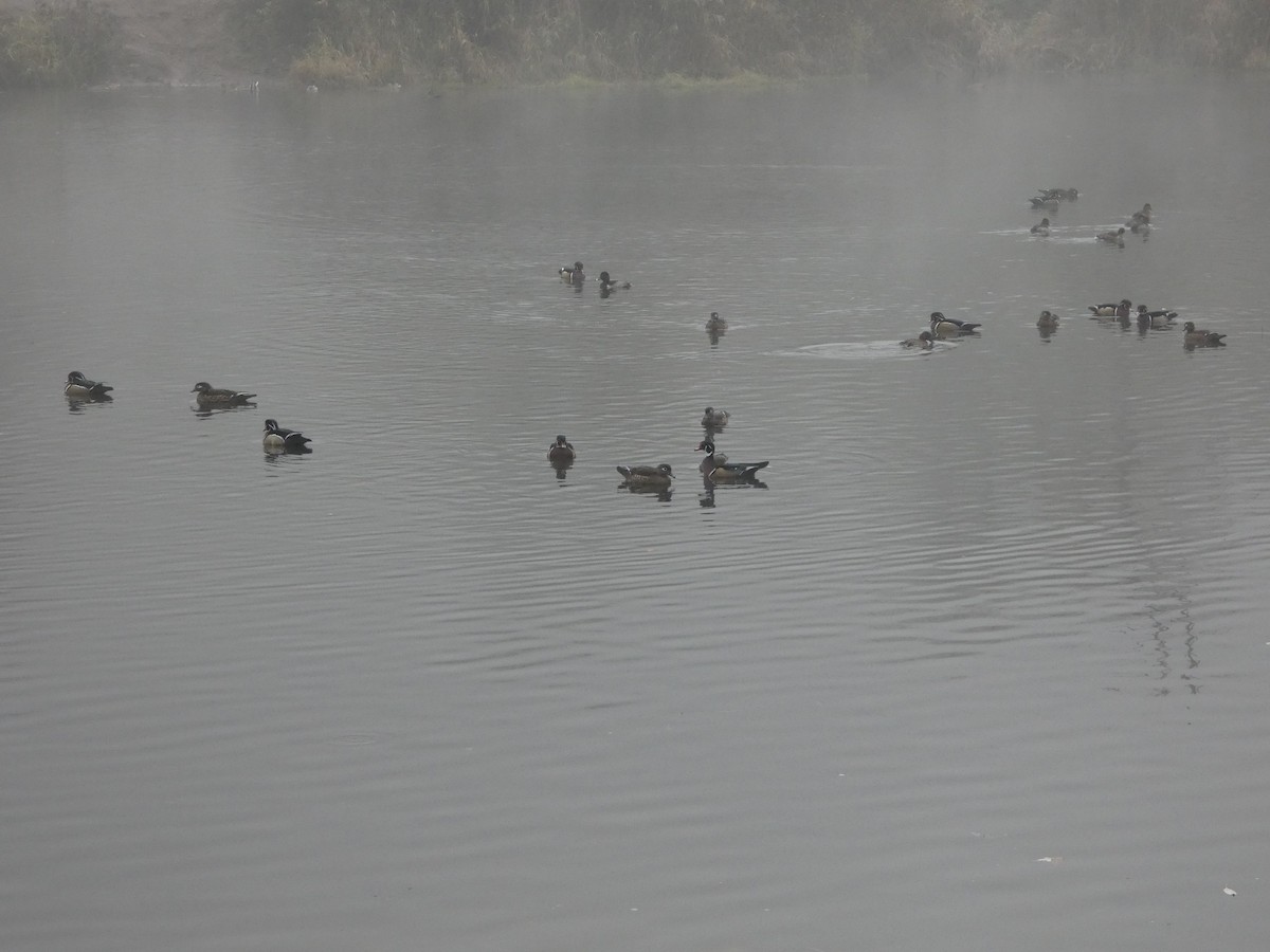 Ahate karolinarra - ML644876398