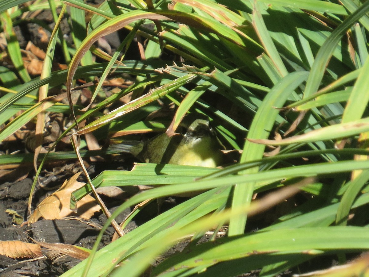 Black-throated Blue Warbler - ML644876406