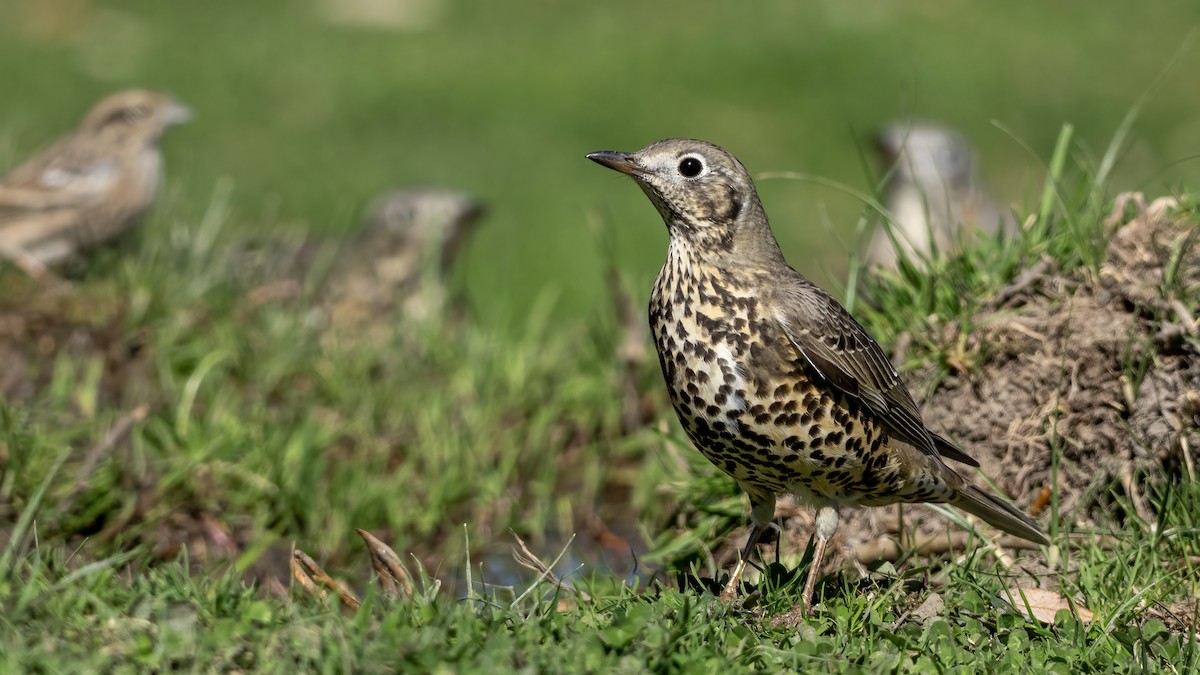 drozd brávník - ML644876419