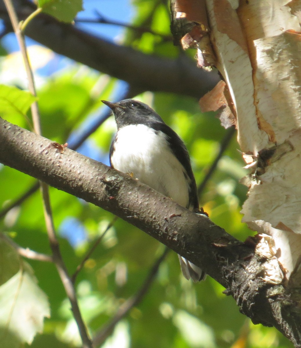 Black-throated Blue Warbler - ML644876428
