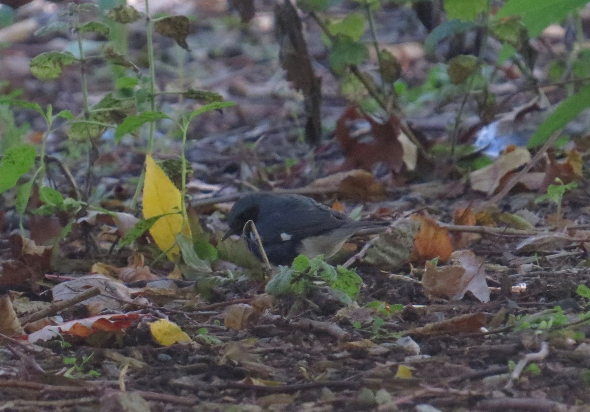 Black-throated Blue Warbler - ML644876434