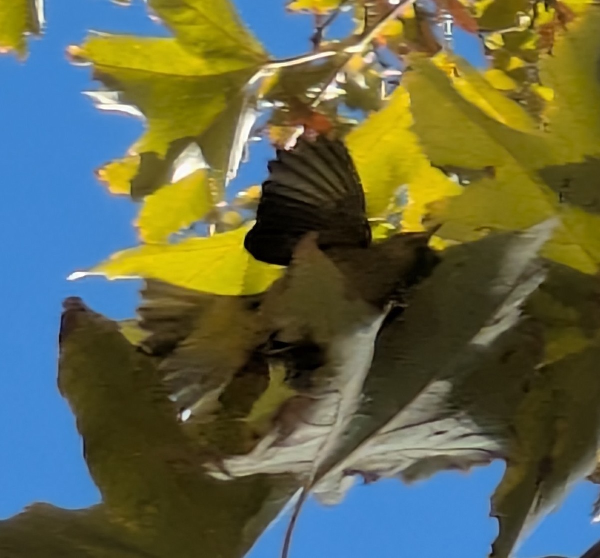 Sarı Ötleğen - ML644876438