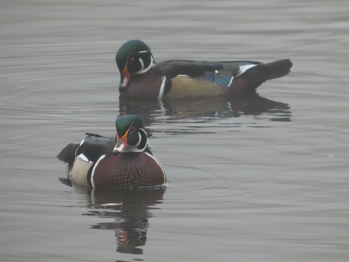 Ahate karolinarra - ML644876444