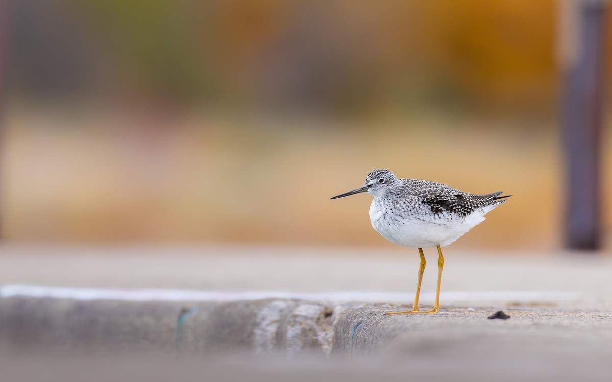 Greater Yellowlegs - ML644876446