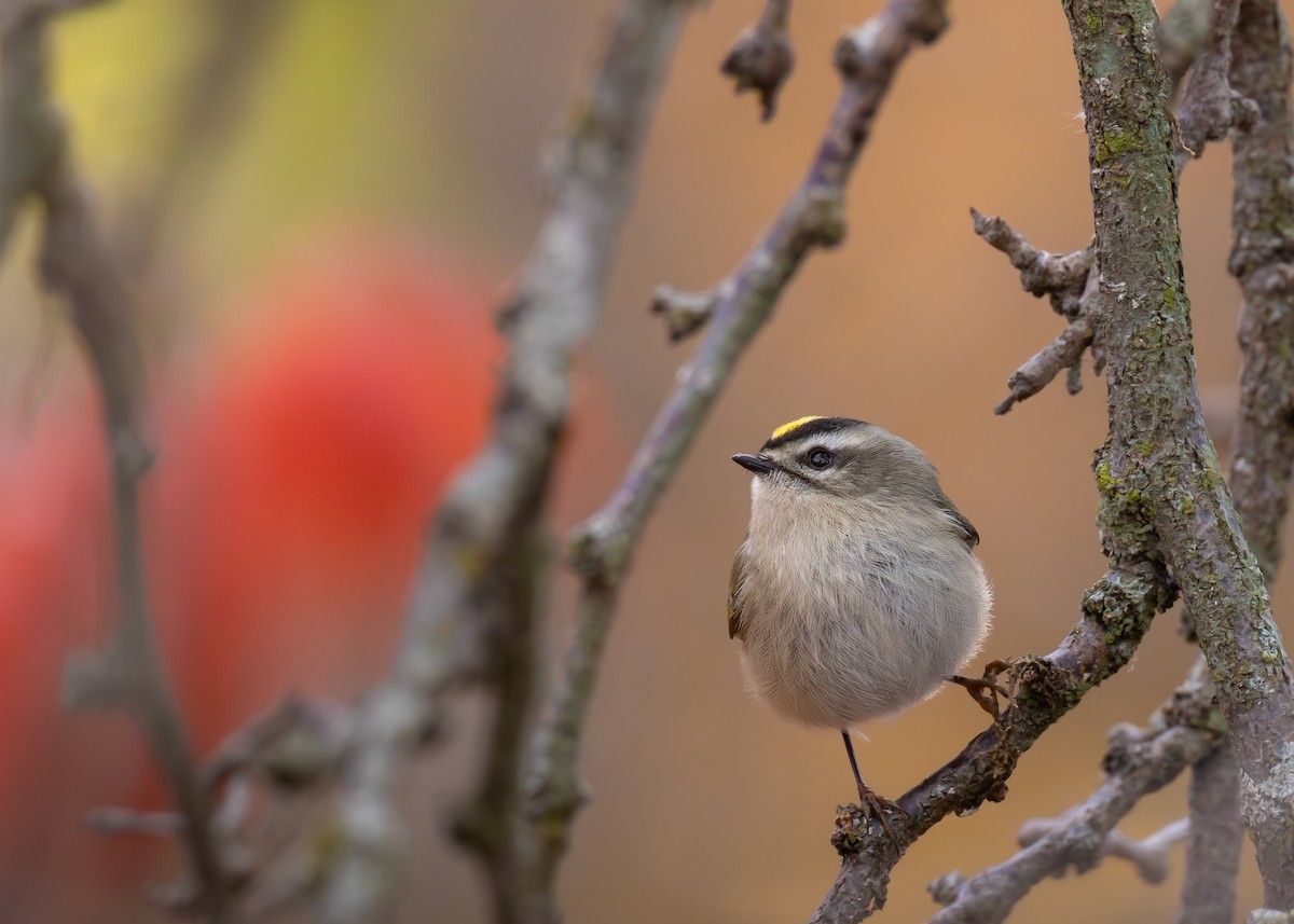Golden-crowned Kinglet - ML644876454