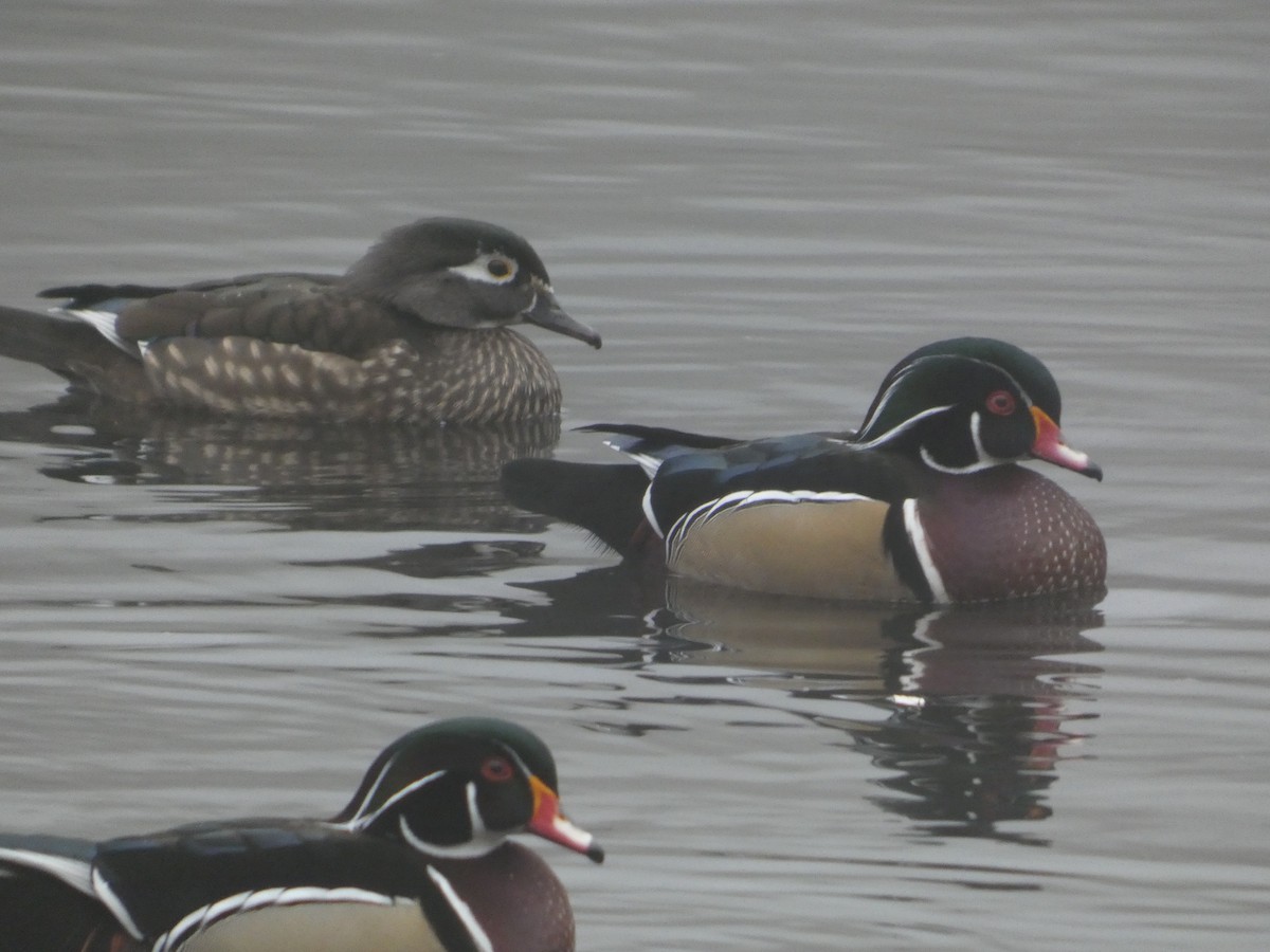 Ahate karolinarra - ML644876457