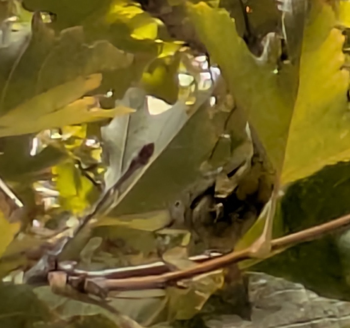 Sarı Ötleğen - ML644876477