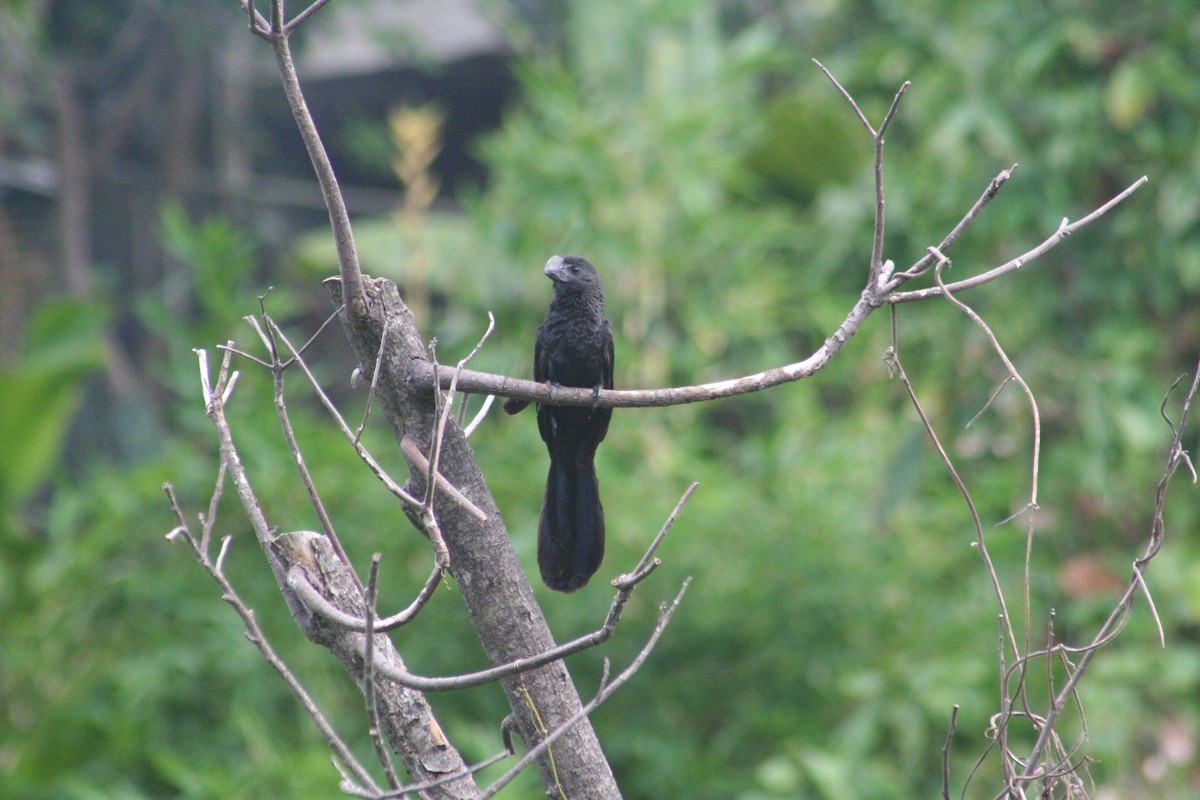 glattnebbani - ML644876492