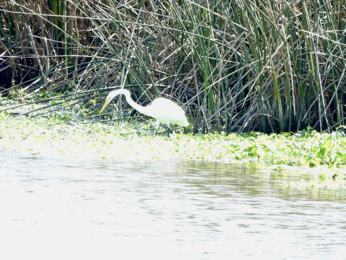 Great Egret - ML644876497