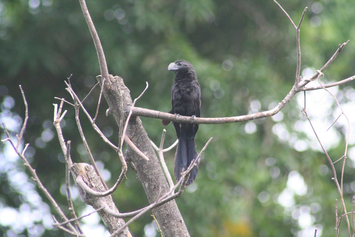 glattnebbani - ML644876509