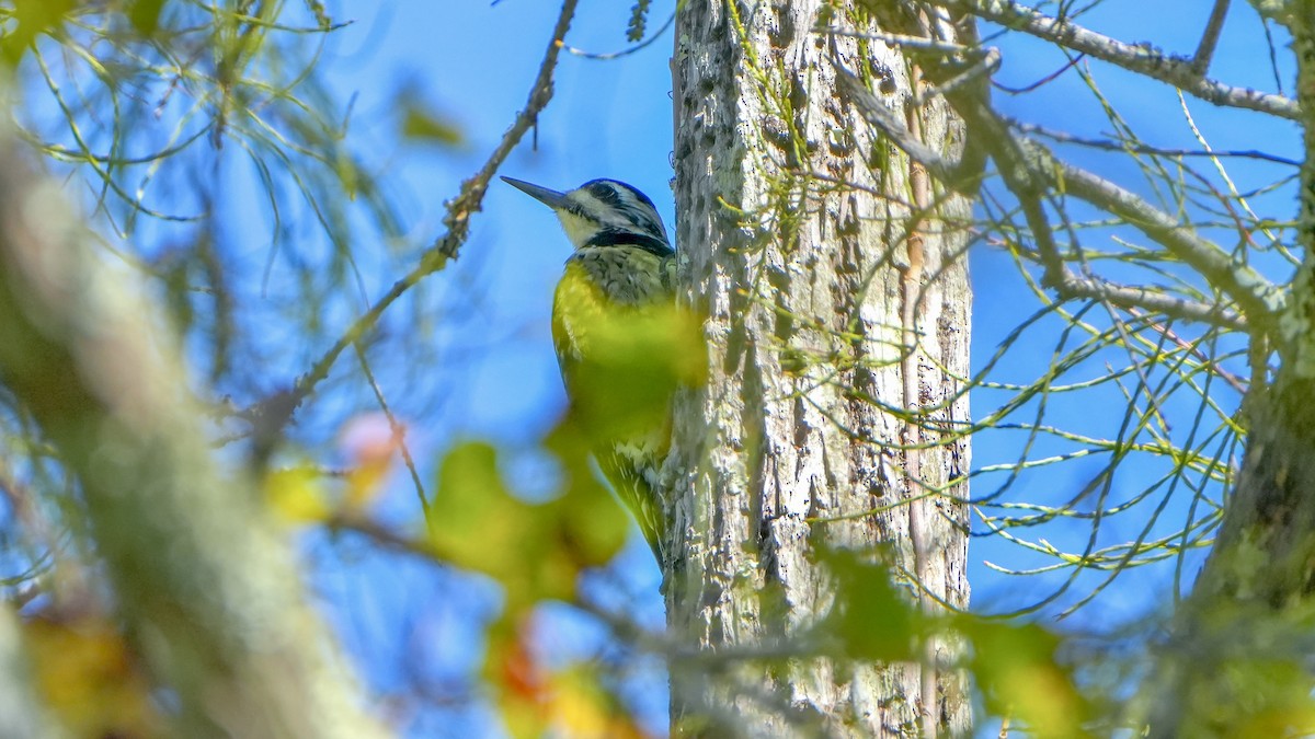 kanadasevjespett - ML644876510