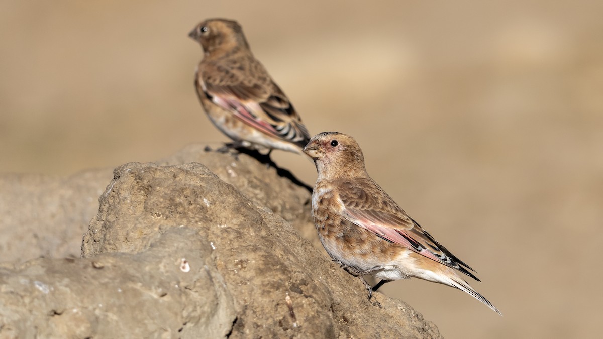 Crimson-winged Finch - ML644876511