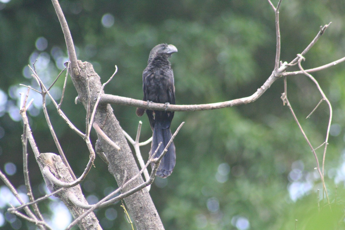 glattnebbani - ML644876518