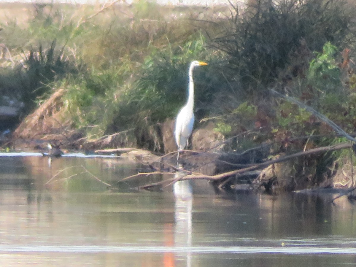 Great Egret - ML644876537