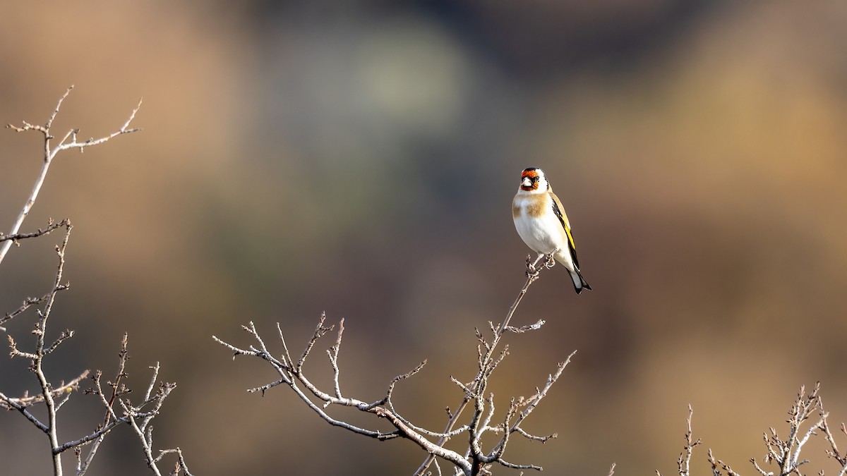 European Goldfinch - ML644876538