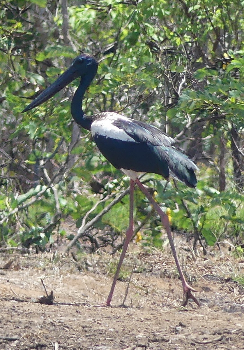 čáp černokrký - ML644876542