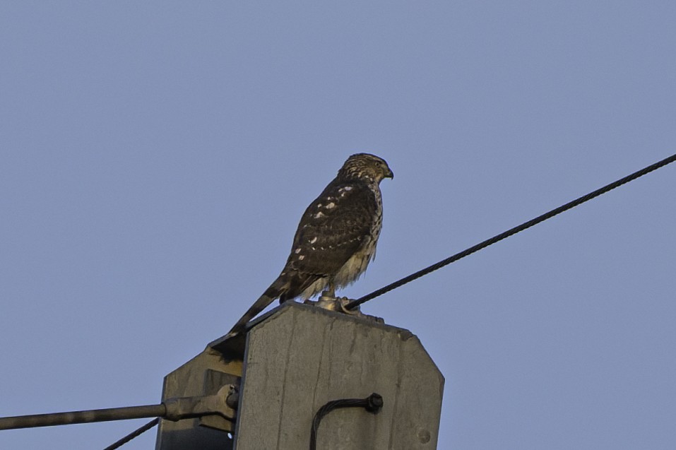 Cooper's Hawk - ML644876549