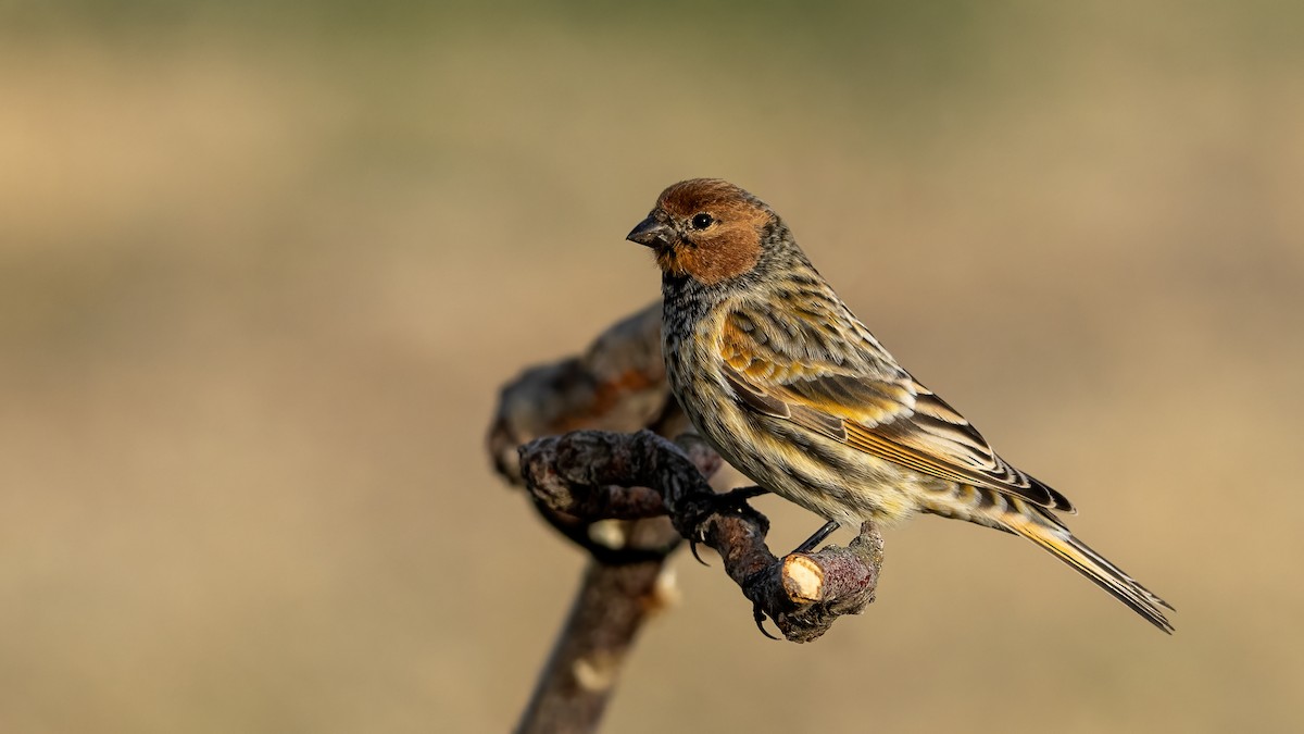 Fire-fronted Serin - ML644876555