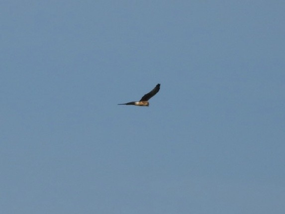 moták severoamerický - ML644876558