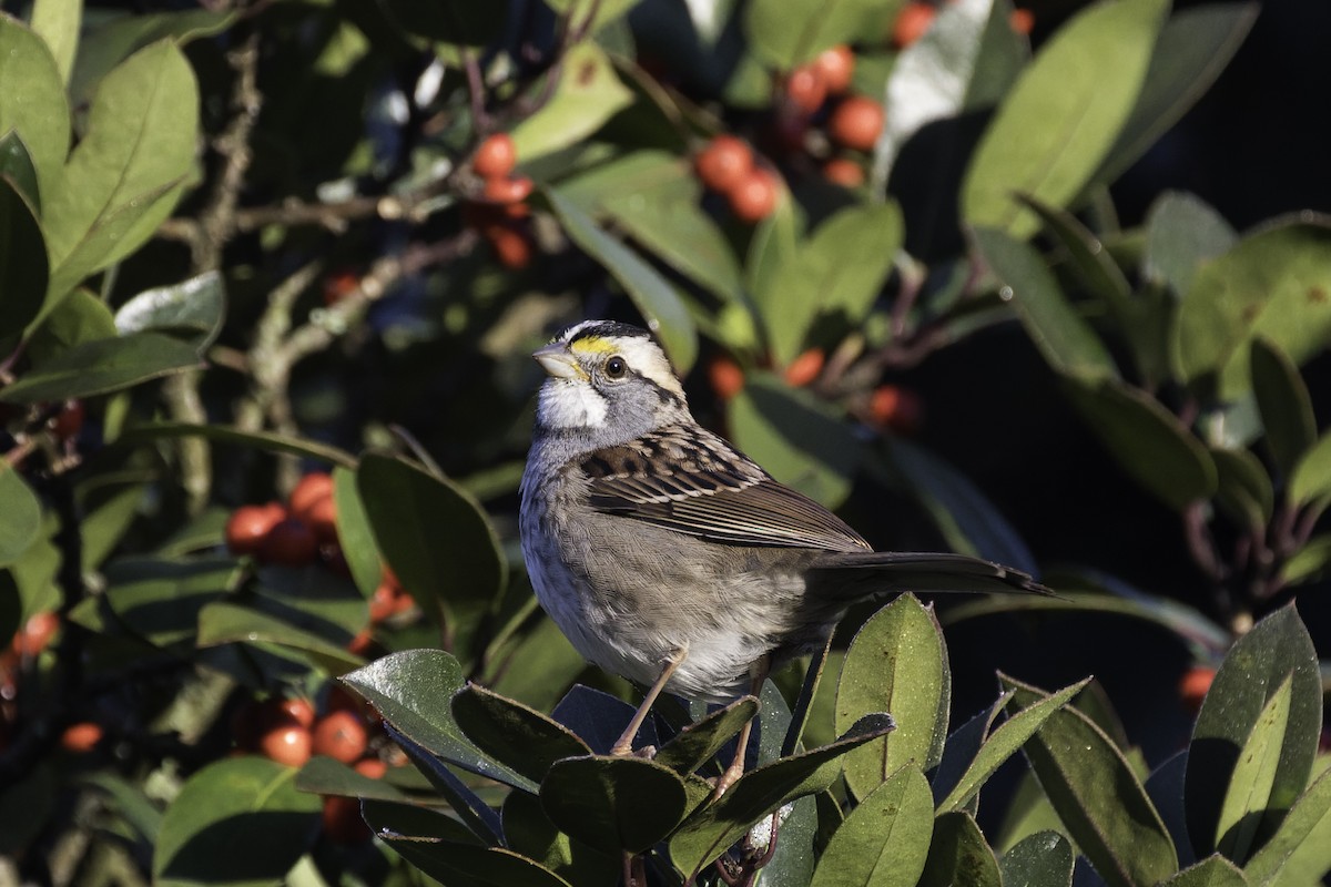 White-throated Sparrow - ML644876562