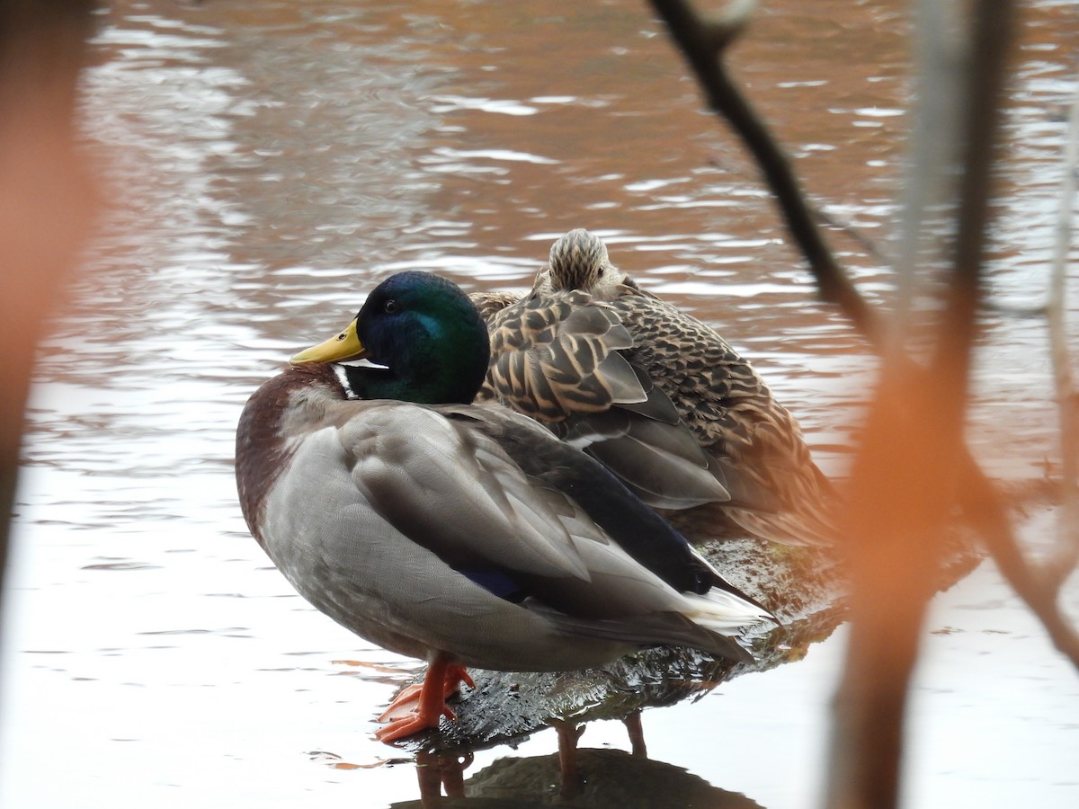 Mallard - ML644876564