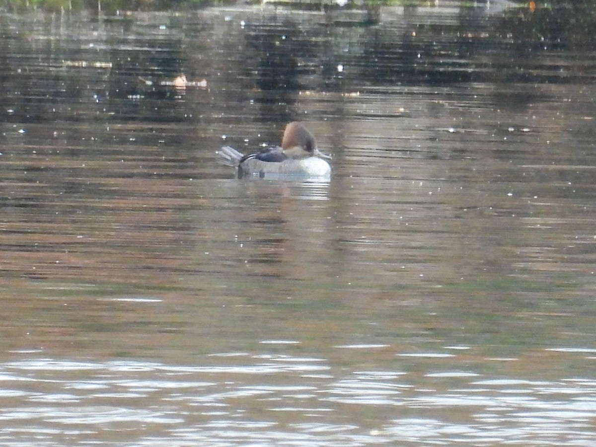 Hooded Merganser - ML644876575