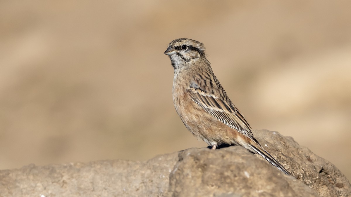 Rock Bunting - ML644876590