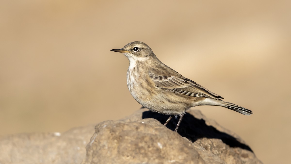 Water Pipit - ML644876621